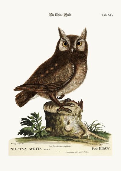 The Little Owl, 1749-73 by Mark Catesby